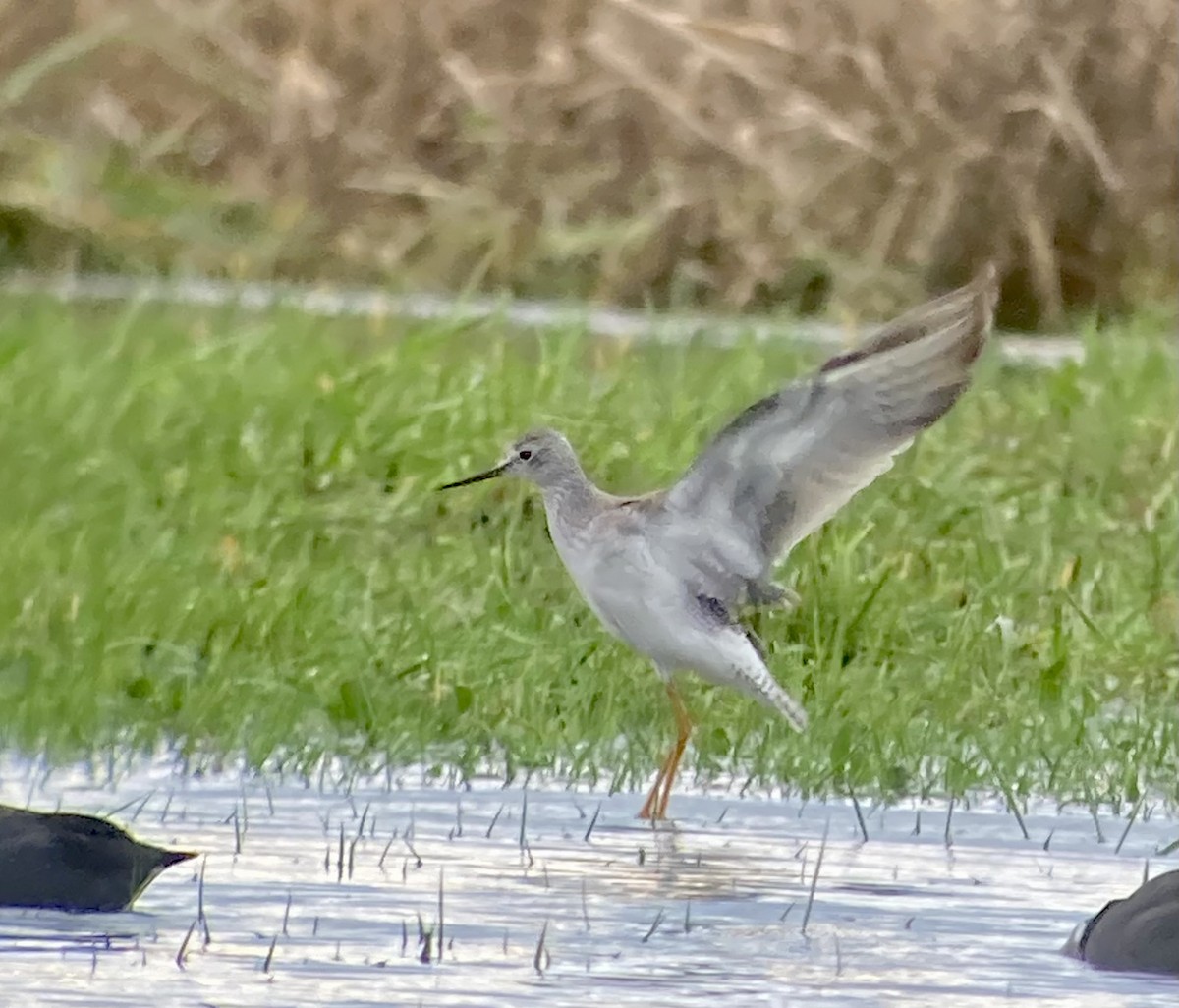 Lesser Yellowlegs - ML614081067