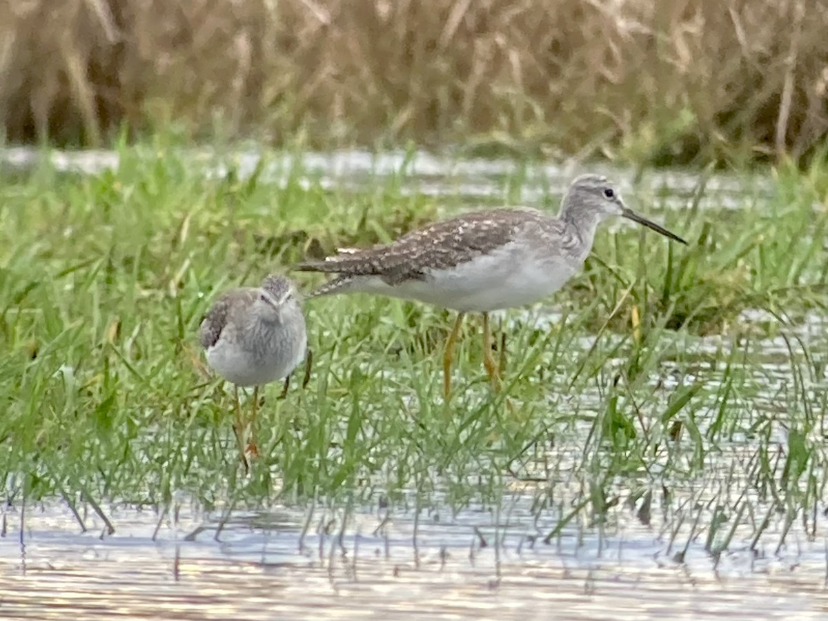 Lesser Yellowlegs - ML614081068