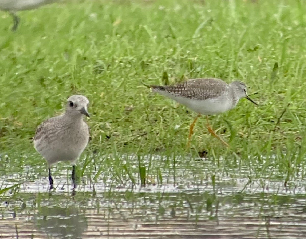 Lesser Yellowlegs - ML614081069