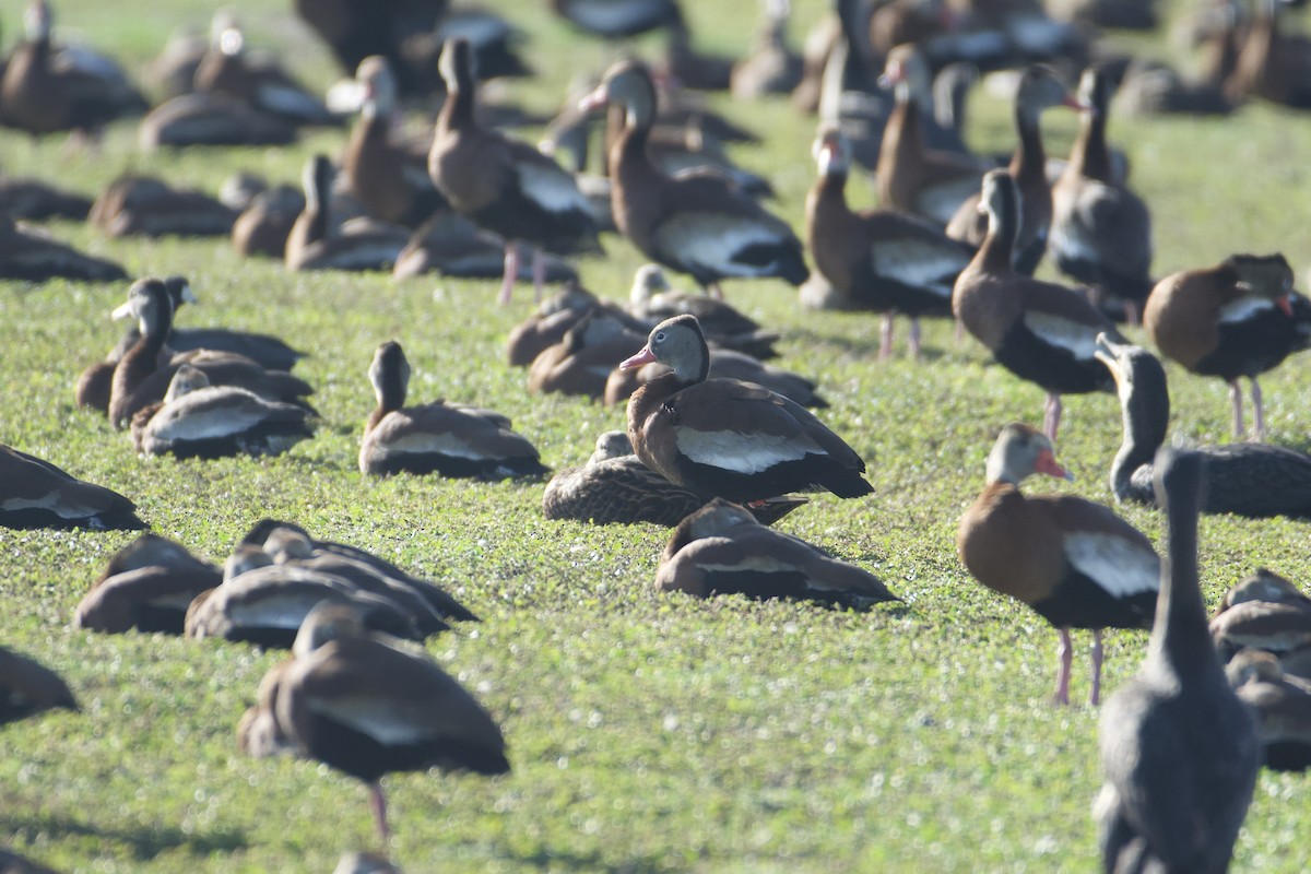 Black-bellied Whistling-Duck - ML614081100