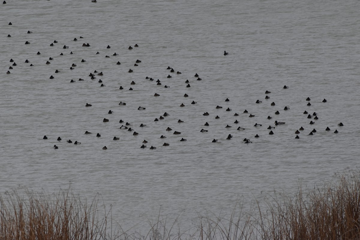 Lesser Scaup - ML614081106