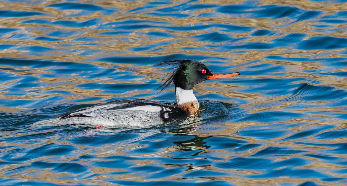 Red-breasted Merganser - Jim Merritt