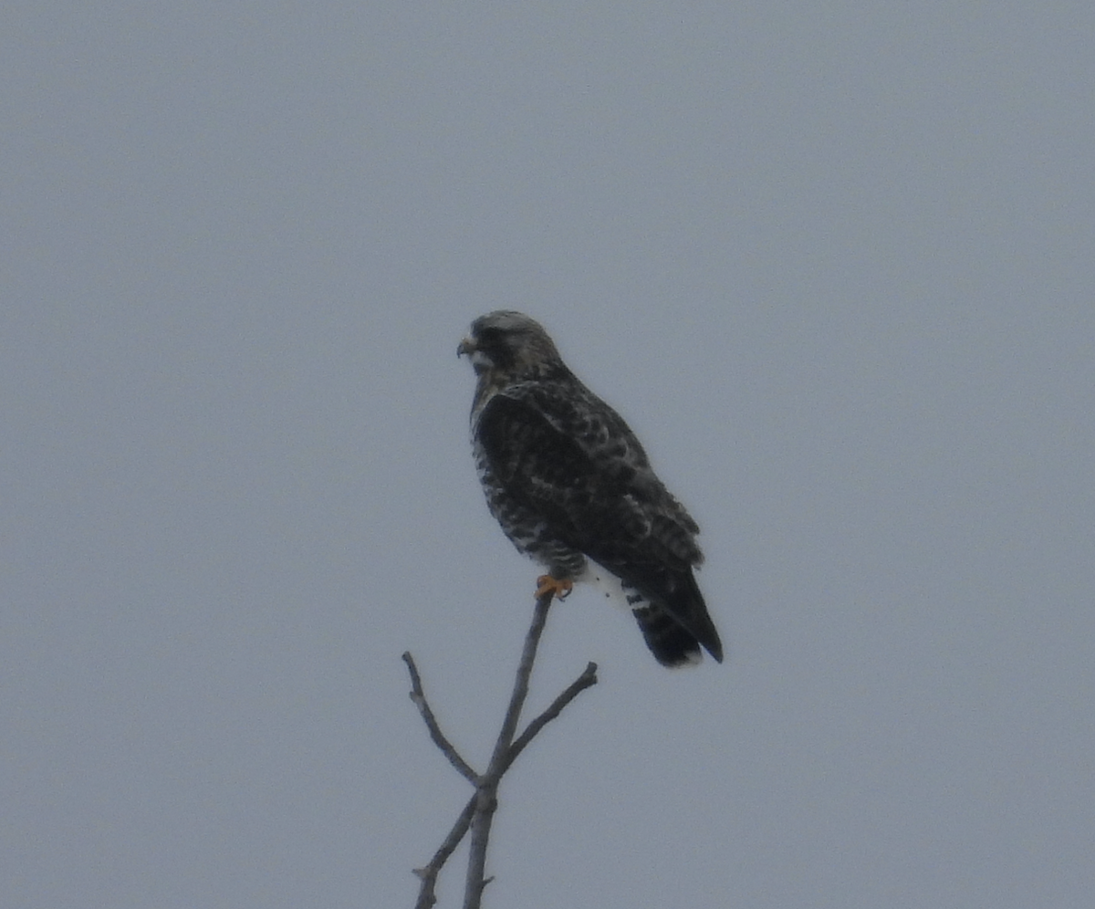 Rough-legged Hawk - ML614081168