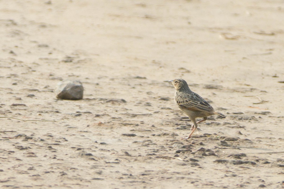 Bengal Bushlark - ML614081256