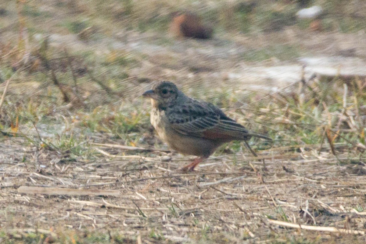 Bengal Bushlark - ML614081258