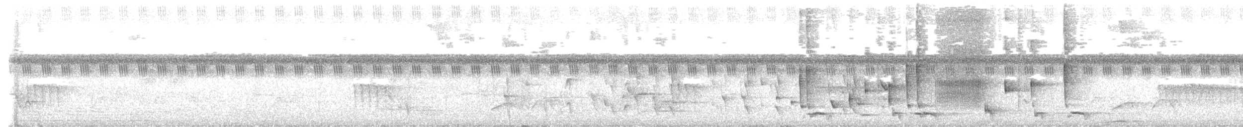 sundadrongo (vicinus) - ML614081263