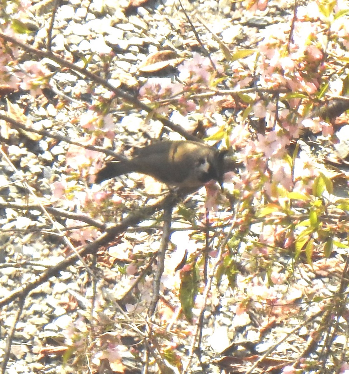 White-throated Laughingthrush - ML614081350