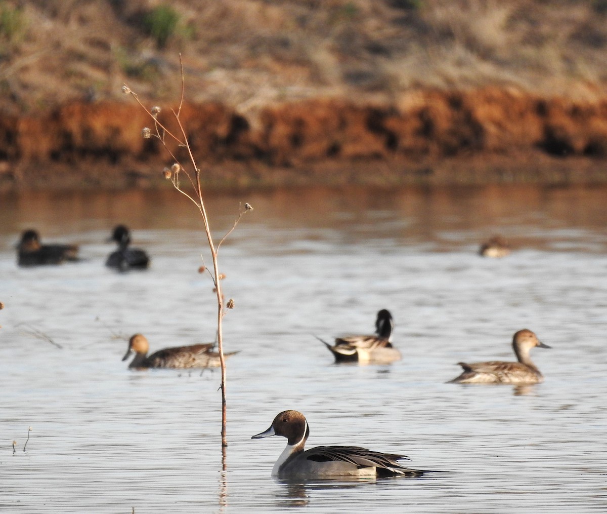 Northern Pintail - ML614081396