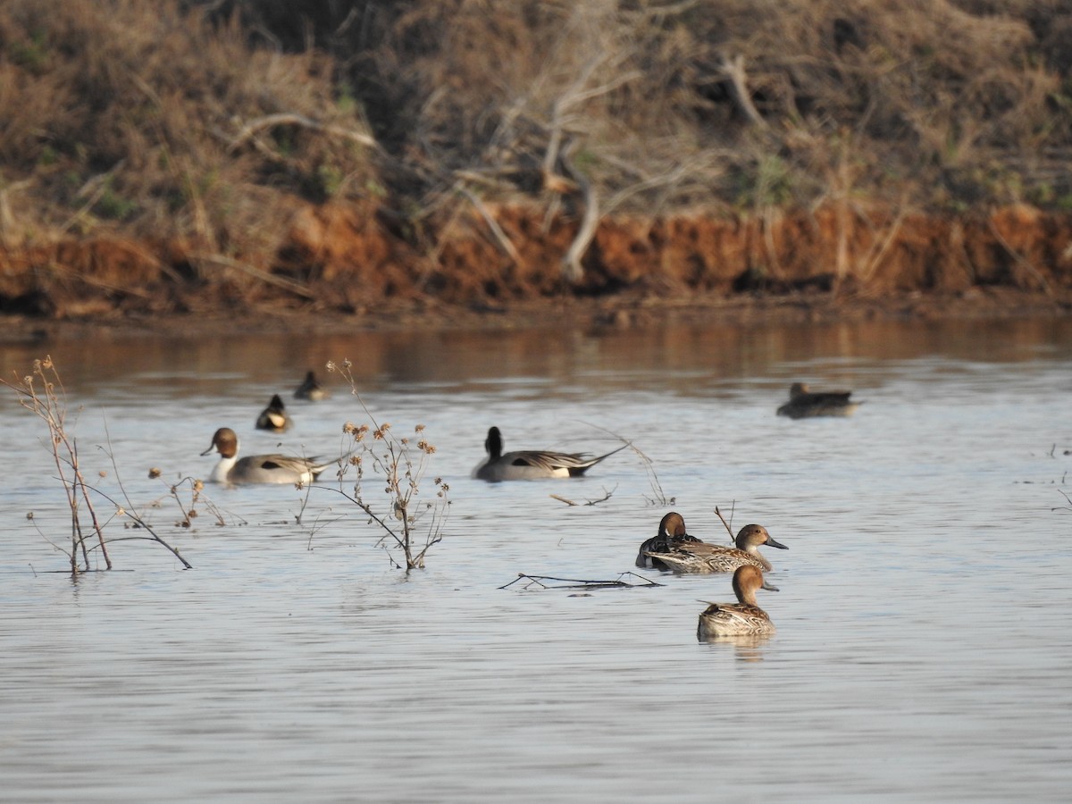 Northern Pintail - Sue Ascher