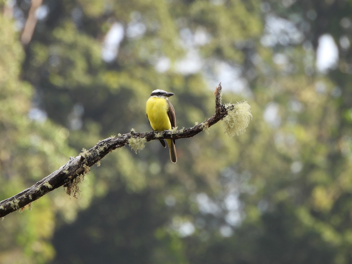 Boat-billed Flycatcher - Lenin Torres Valverde