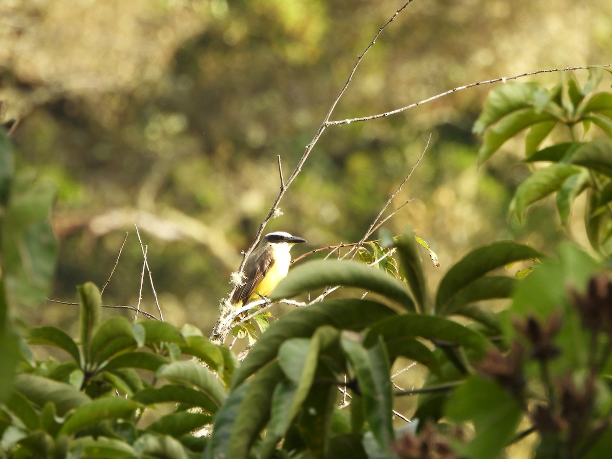 Boat-billed Flycatcher - Lenin Torres Valverde