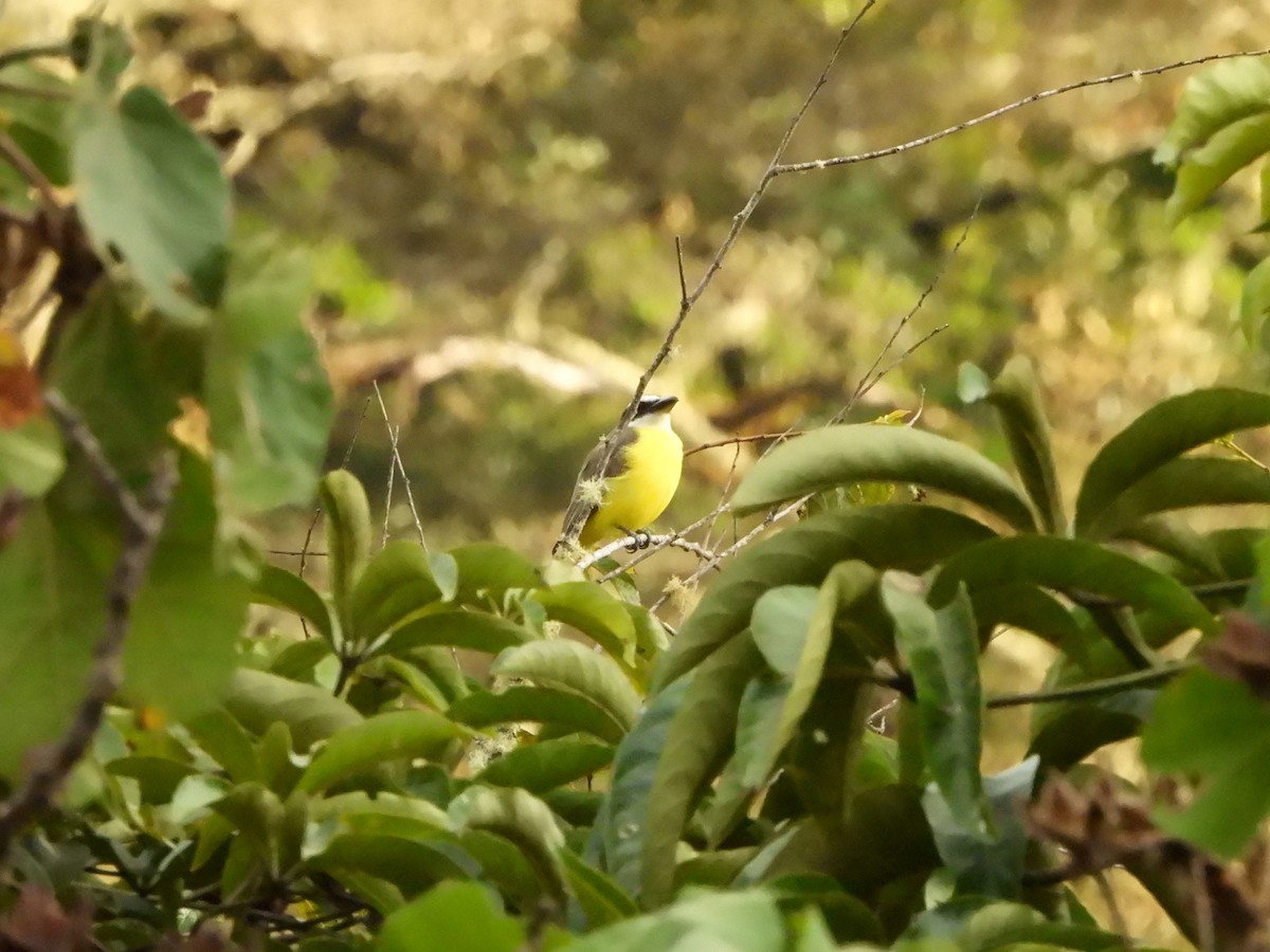 Boat-billed Flycatcher - Lenin Torres Valverde