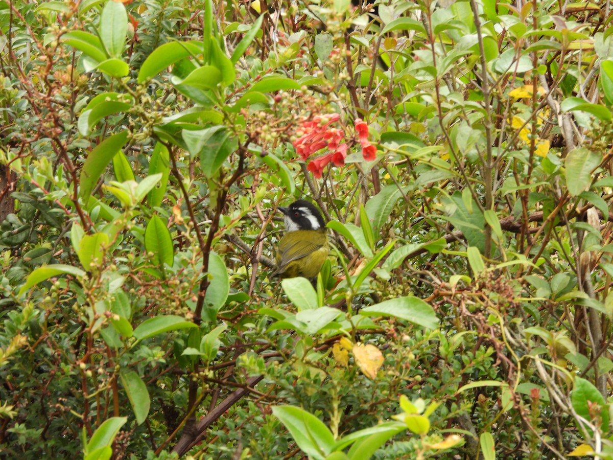 Sooty-capped Chlorospingus - Lenin Torres Valverde