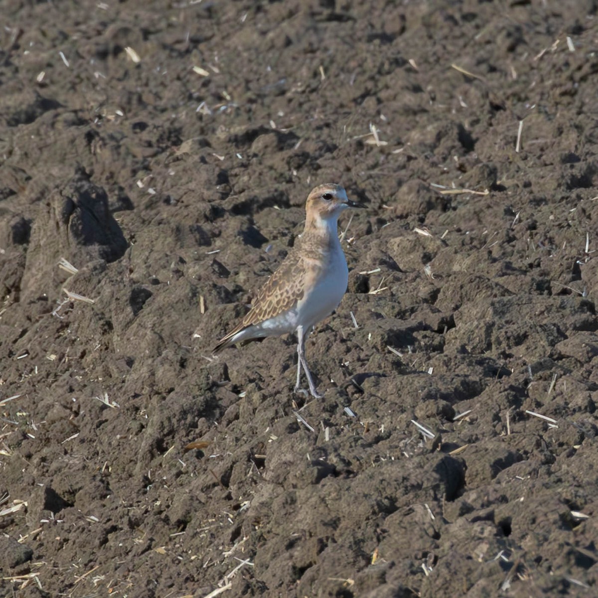 Mountain Plover - ML614081545