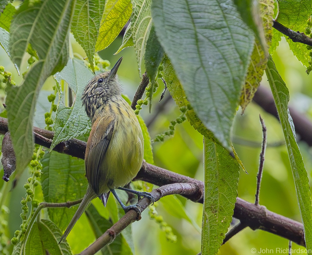 Streak-capped Antwren - ML614081562