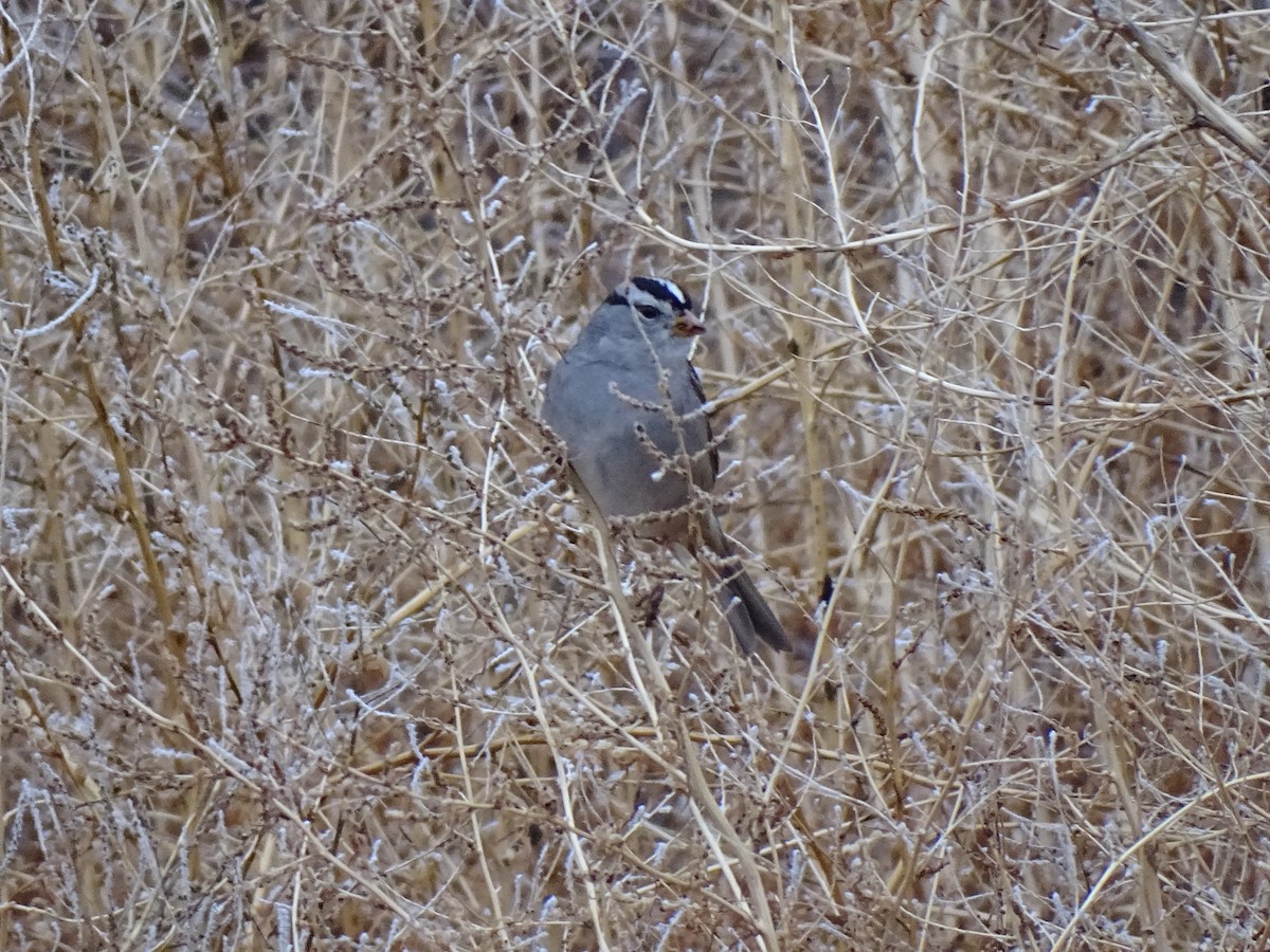 White-crowned Sparrow - ML614081589