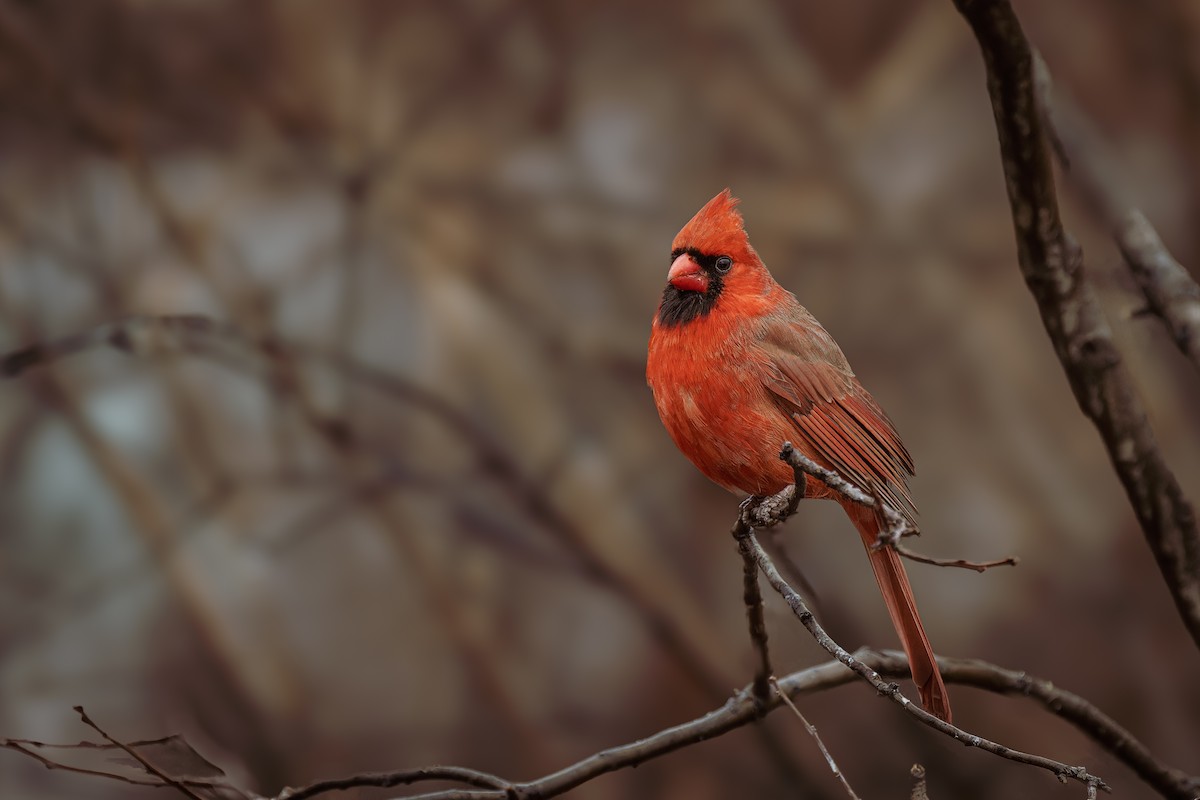 Northern Cardinal - ML614081629