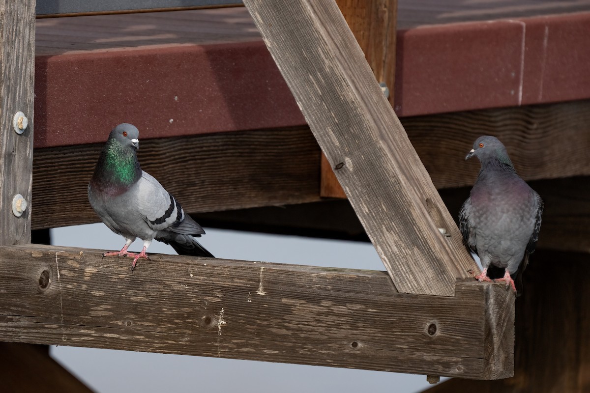 Rock Pigeon (Feral Pigeon) - ML614081693