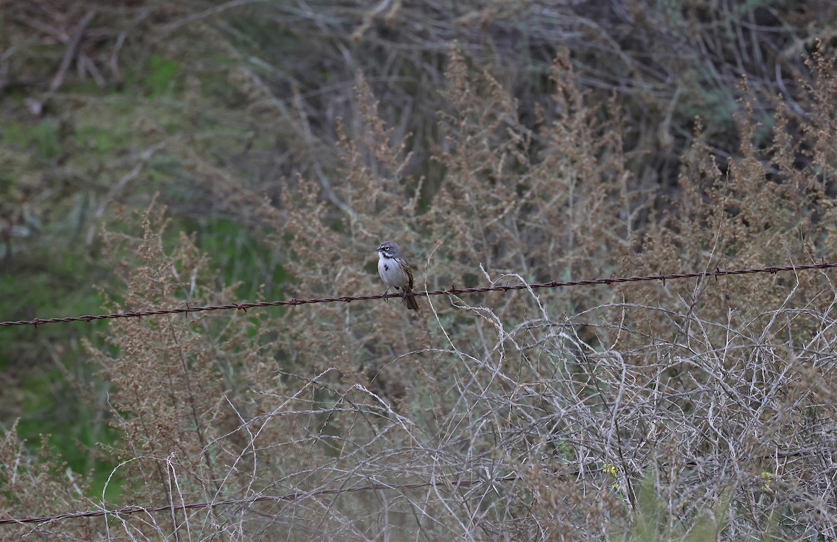 Bell's Sparrow - Bill Hubick