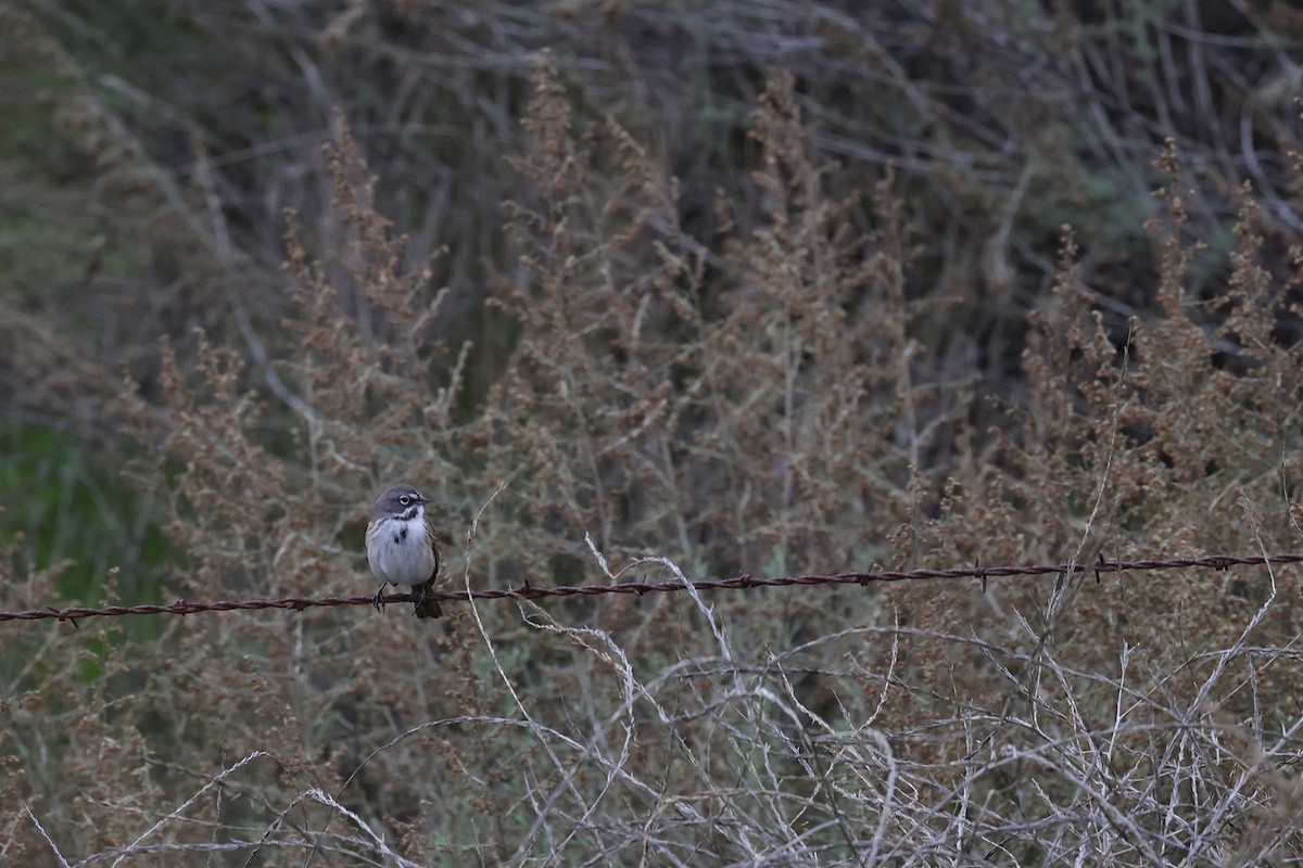 Bell's Sparrow - Bill Hubick