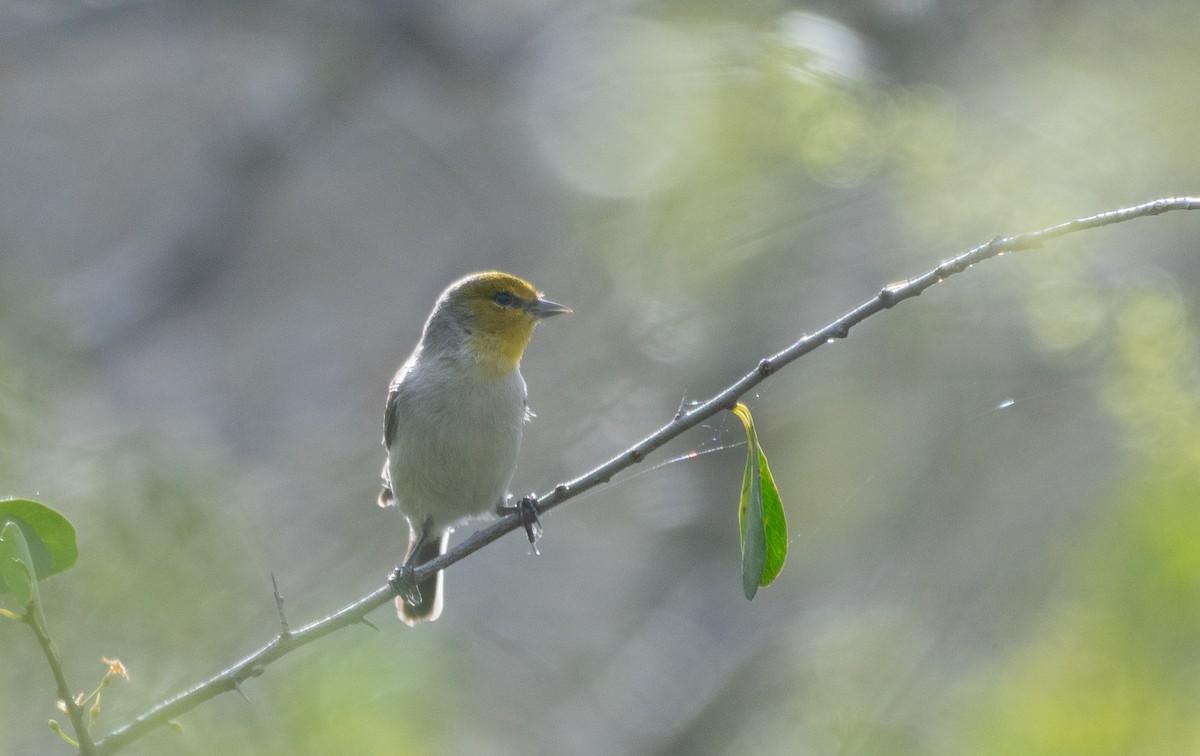 Verdin - ML614081804