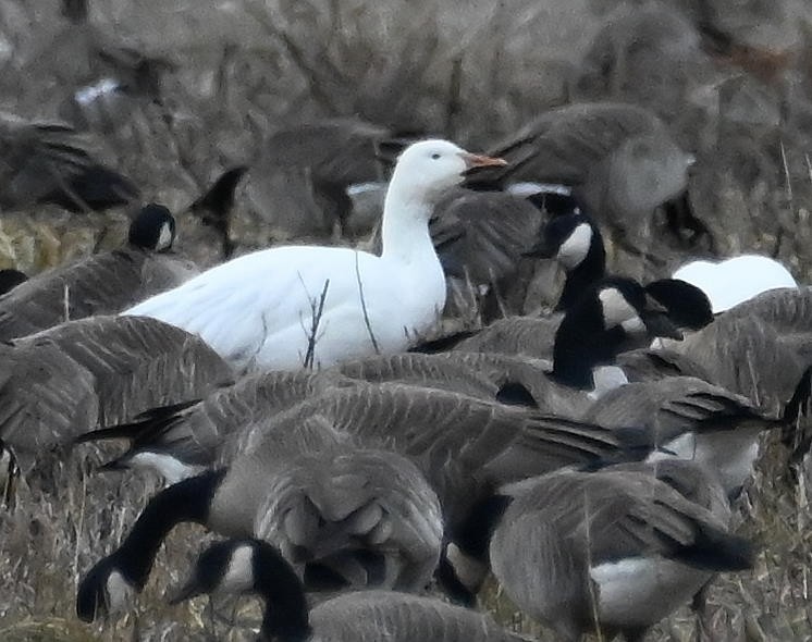 Snow Goose - ML614081816