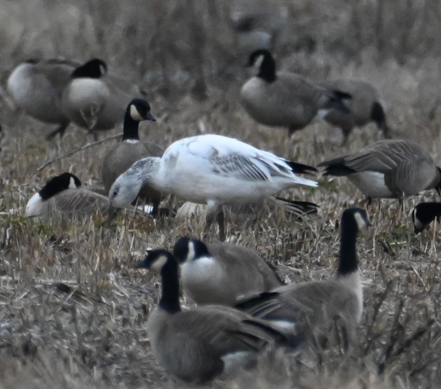 Snow Goose - ML614081817