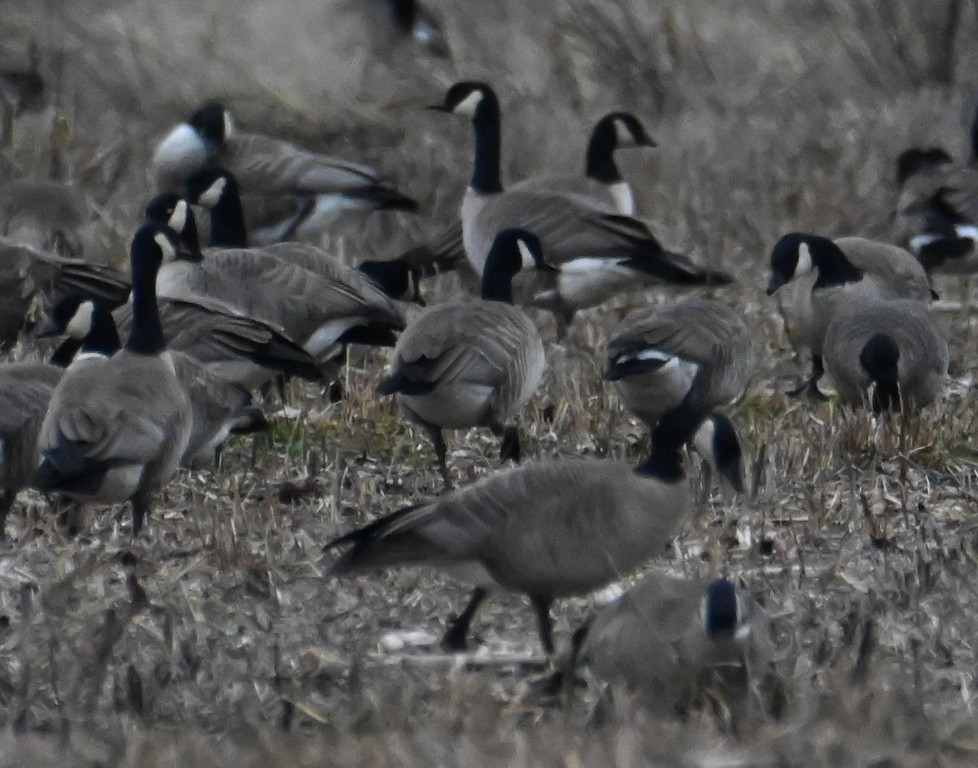 Cackling Goose - Steve Davis