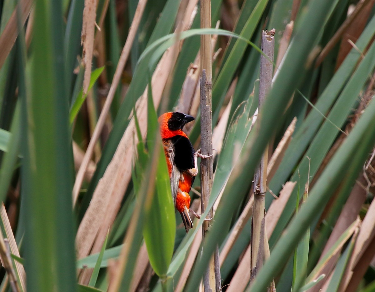 Southern Red Bishop - ML614081837