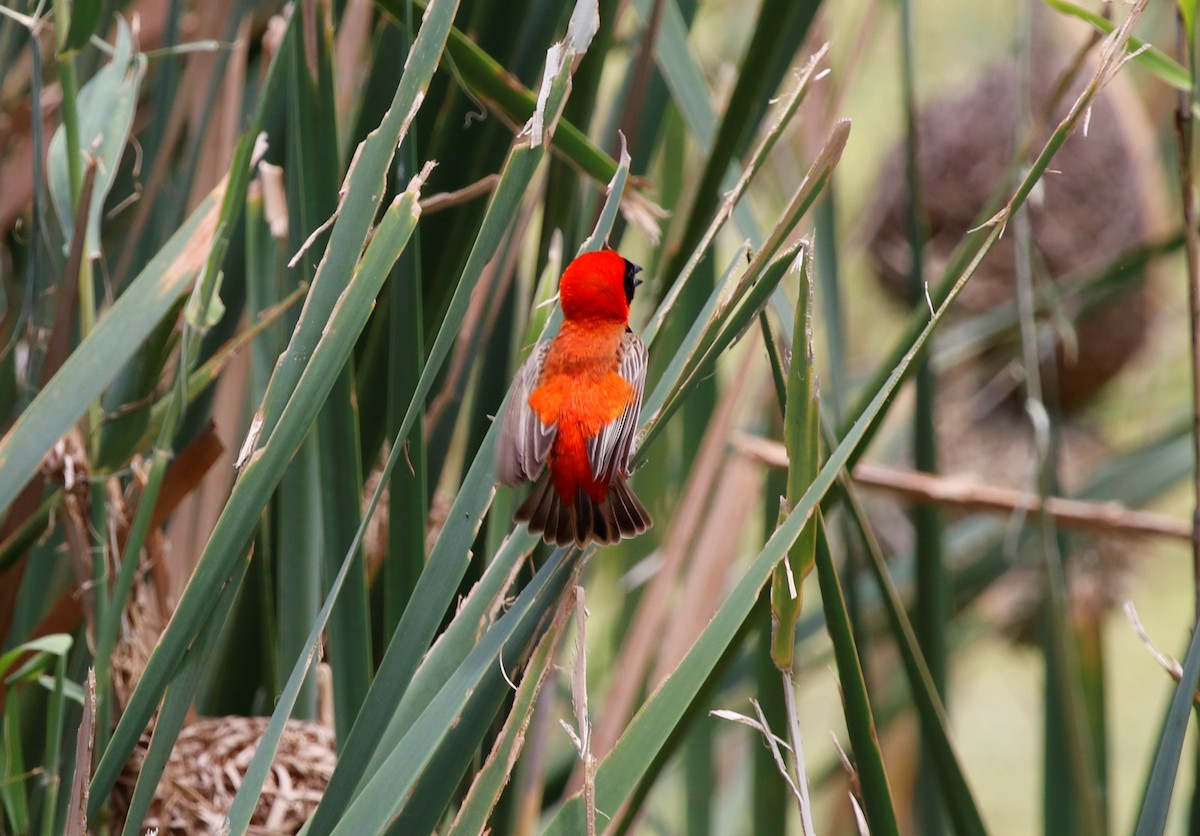 Southern Red Bishop - ML614081906