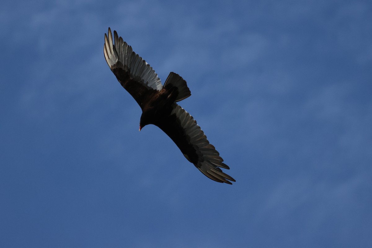 Turkey Vulture - Tom Kolean