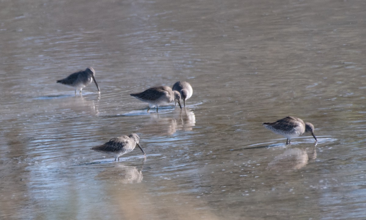 Long-billed Dowitcher - ML614081925