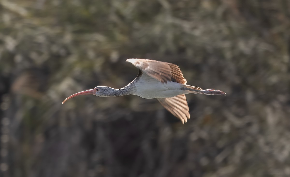 White Ibis - ML614081967