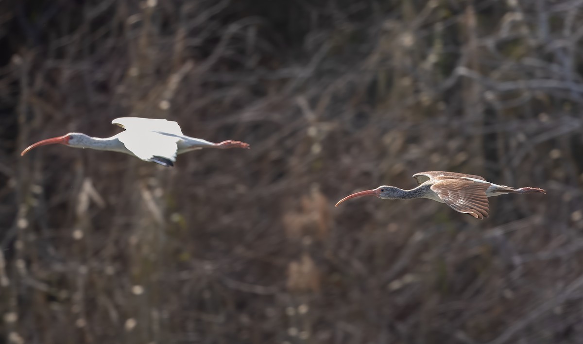 ibis bílý - ML614081968