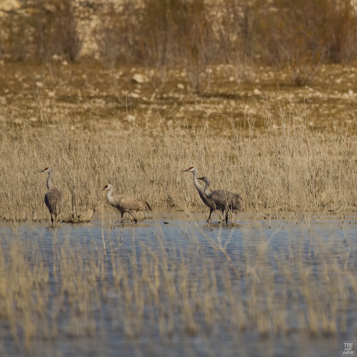 Sandhill Crane - ML614081972