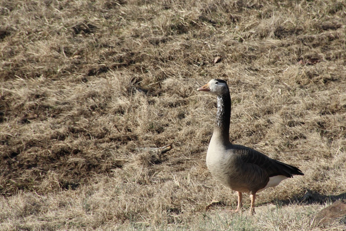 Domestic goose sp. x Canada Goose (hybrid) - ML614082026