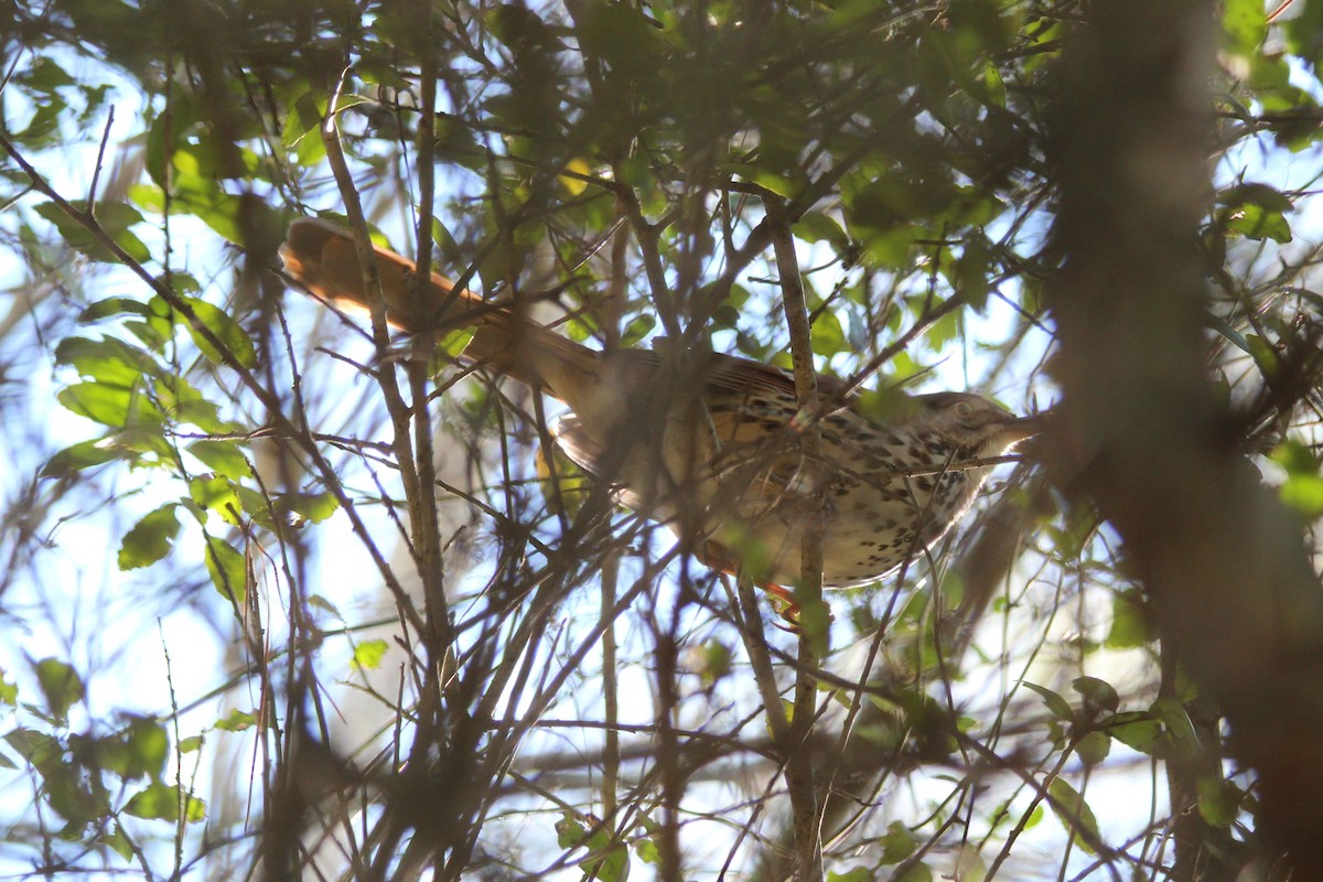 Brown Thrasher - Angel Zakharia