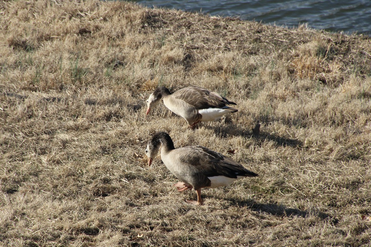 Domestic goose sp. x Canada Goose (hybrid) - ML614082062
