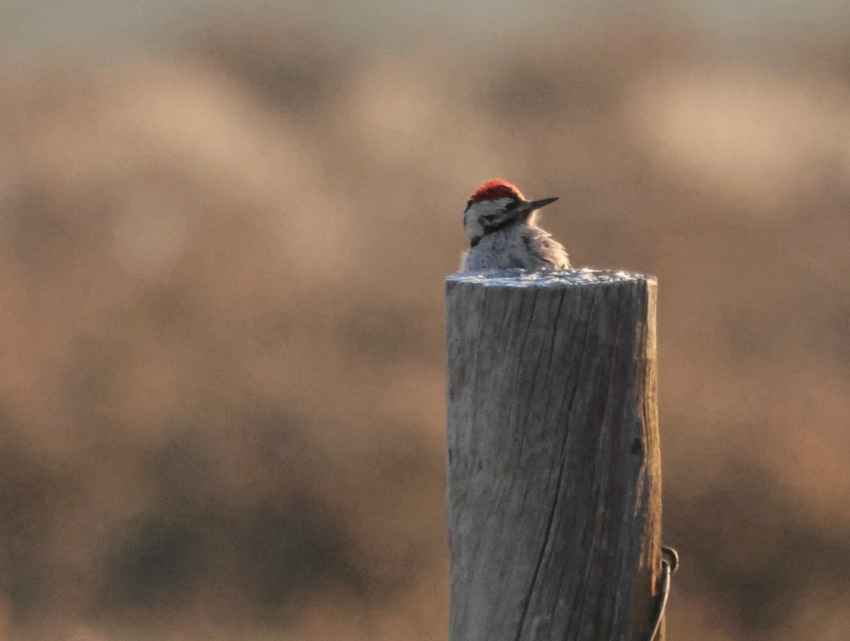 Ladder-backed Woodpecker - ML614082169