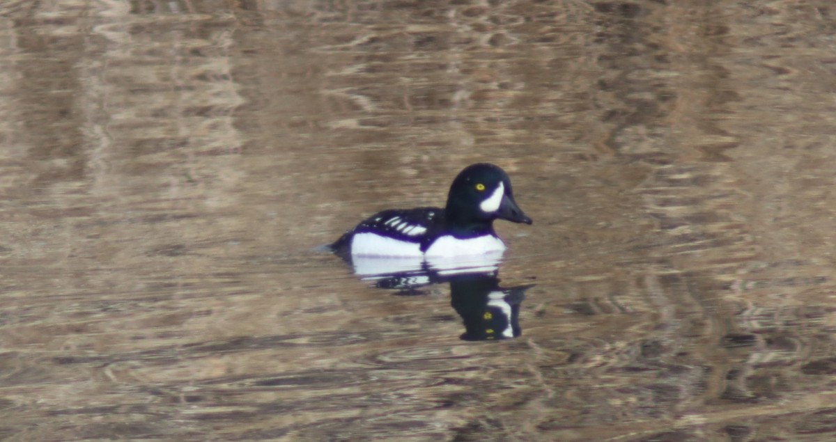 Barrow's Goldeneye - ML614082172