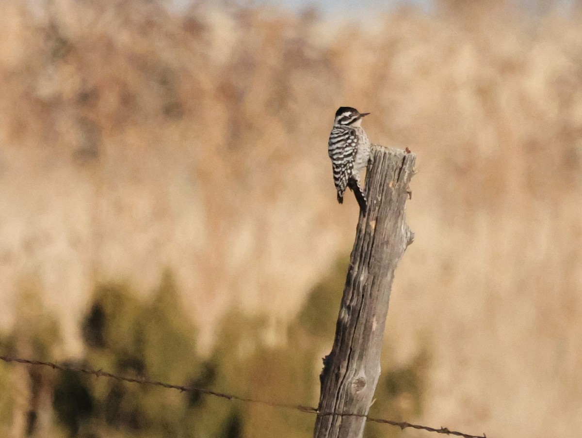 Ladder-backed Woodpecker - Chris Gilbert