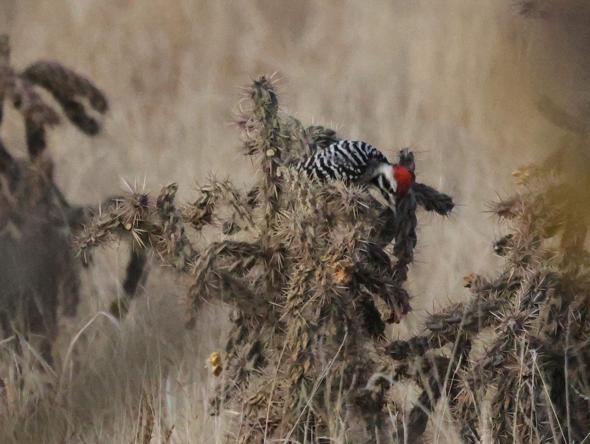 Ladder-backed Woodpecker - ML614082205