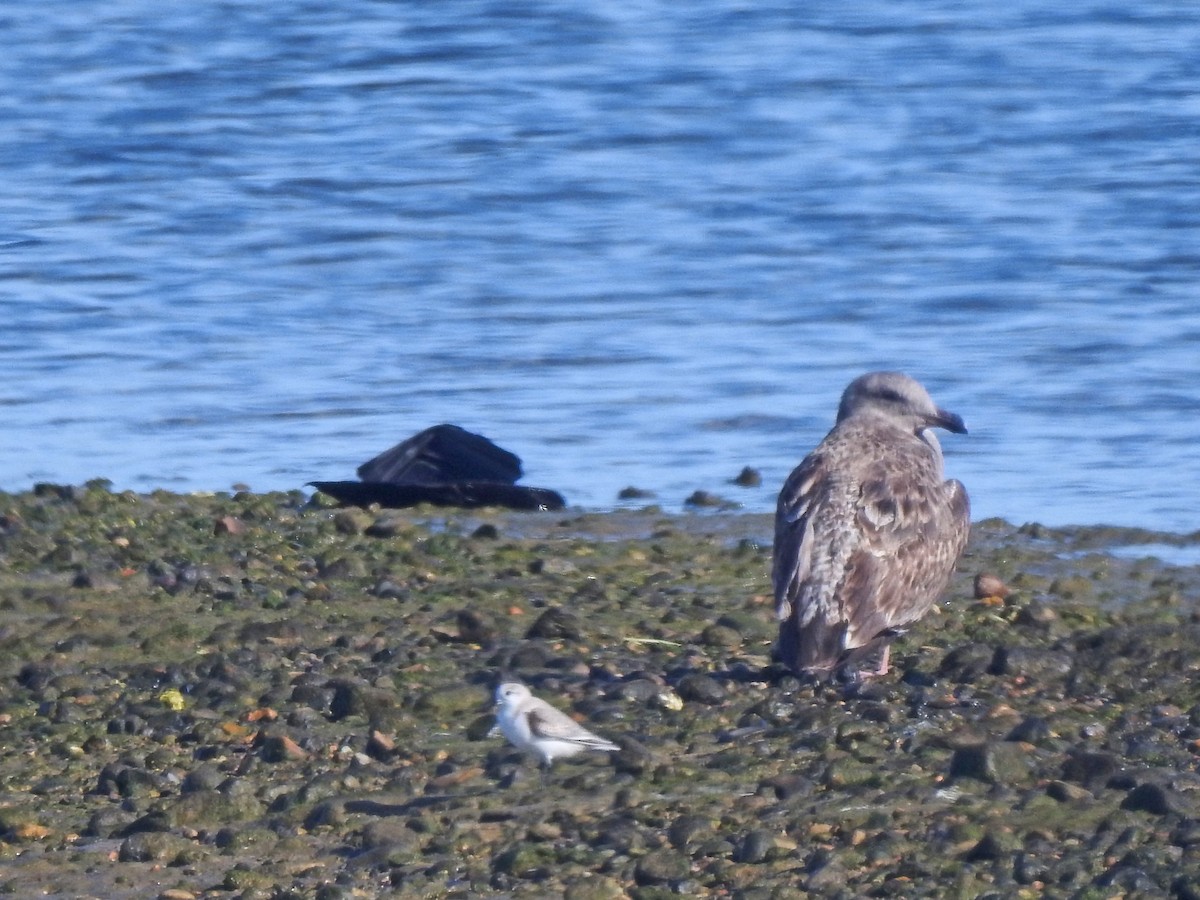 Bécasseau sanderling - ML614082259