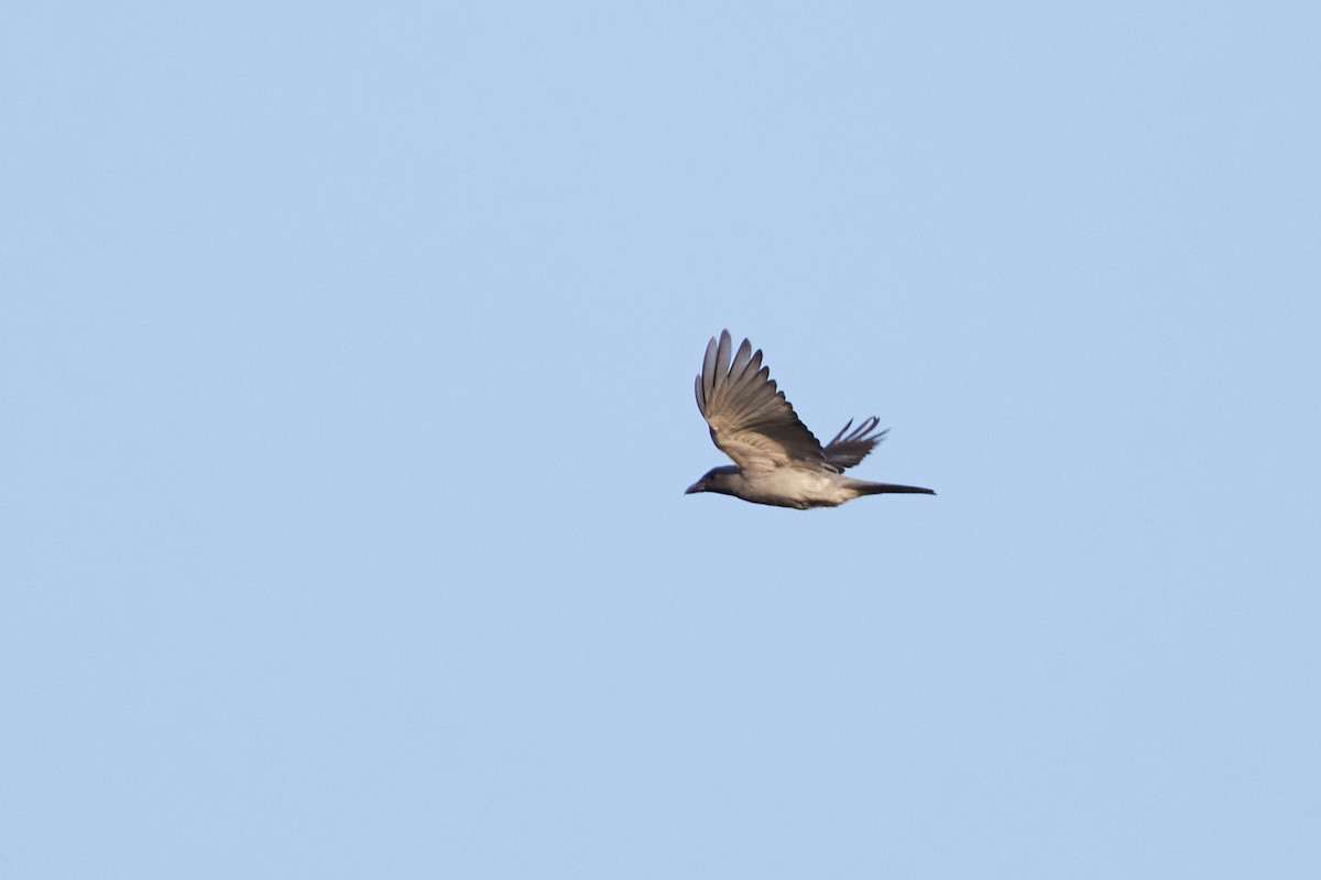 Javan Cuckooshrike - ML614082287