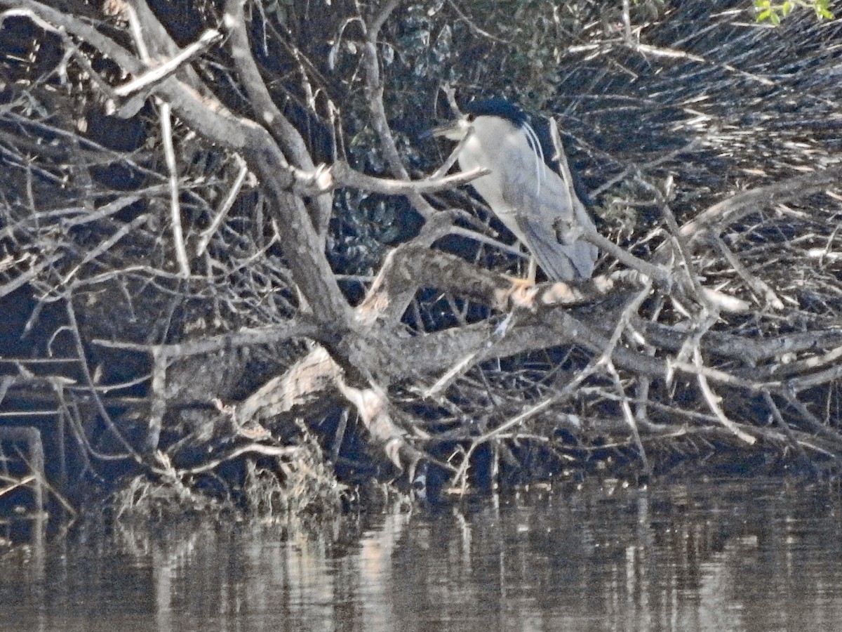 Black-crowned Night Heron - ML614082306