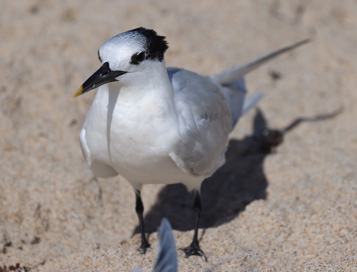 Sandwich Tern - Gregory Hamlin