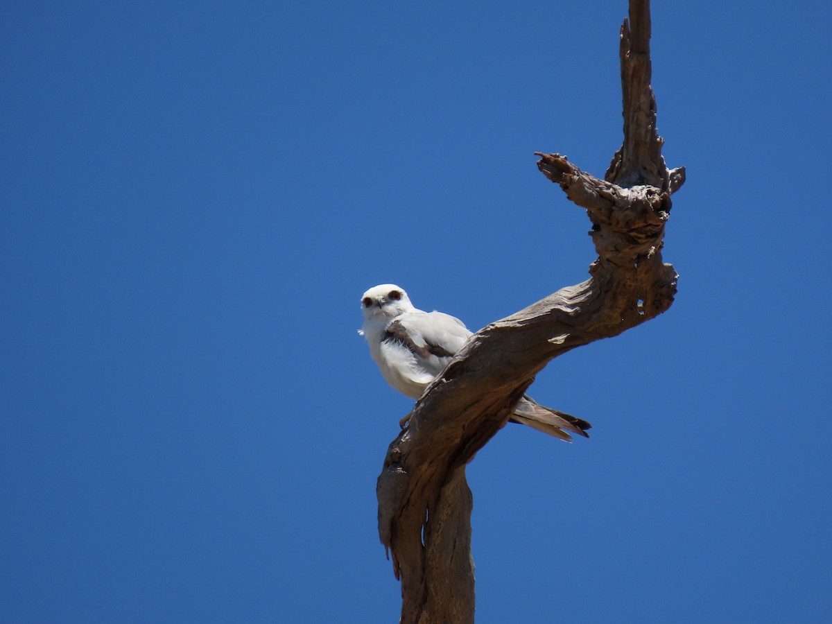 Black-shouldered Kite - ML614082324