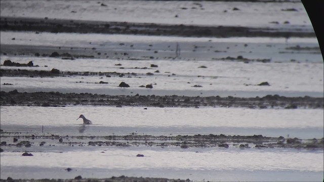 Wilson's Phalarope - ML614082338