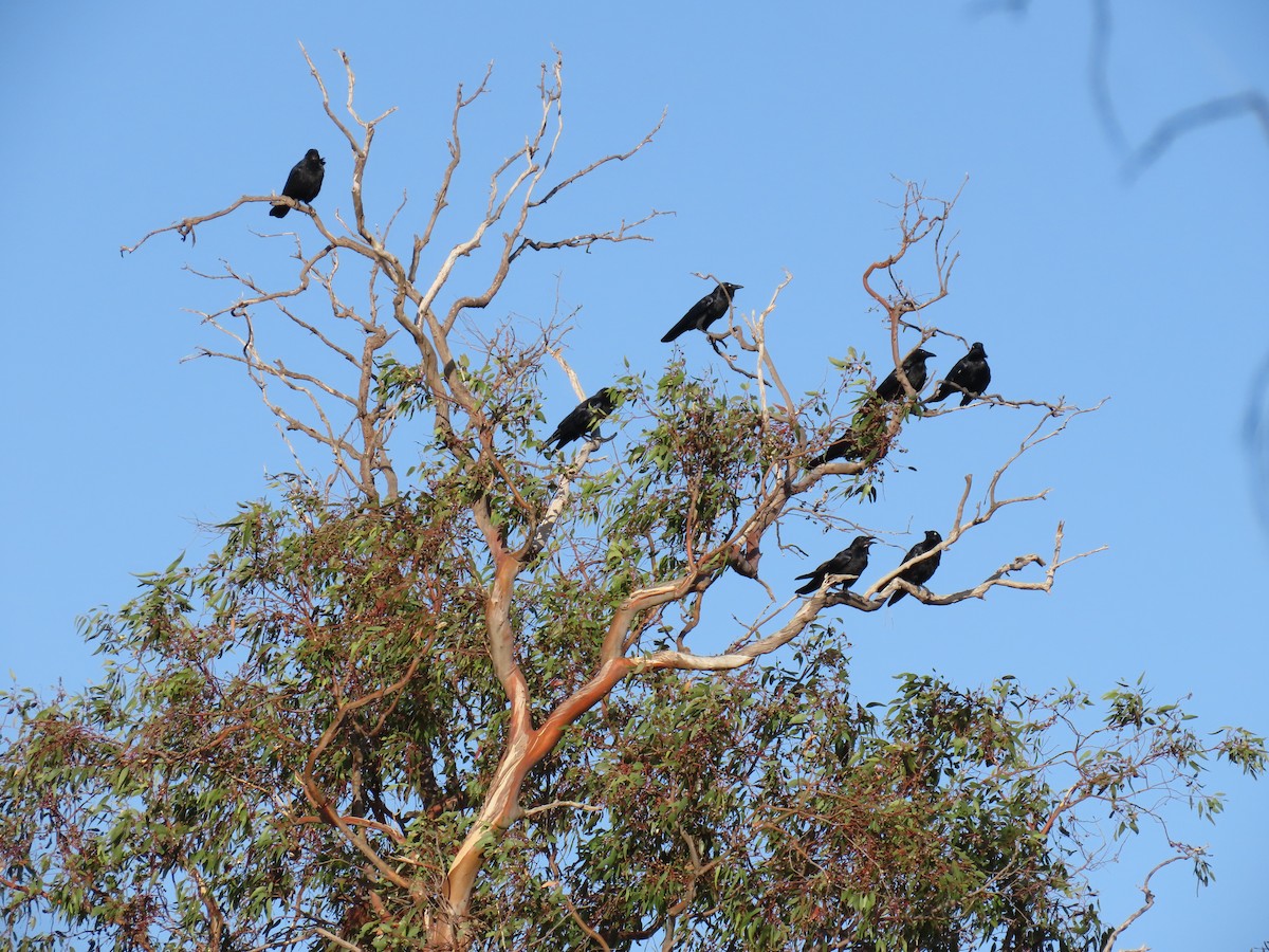 Corbeau d'Australie - ML614082339