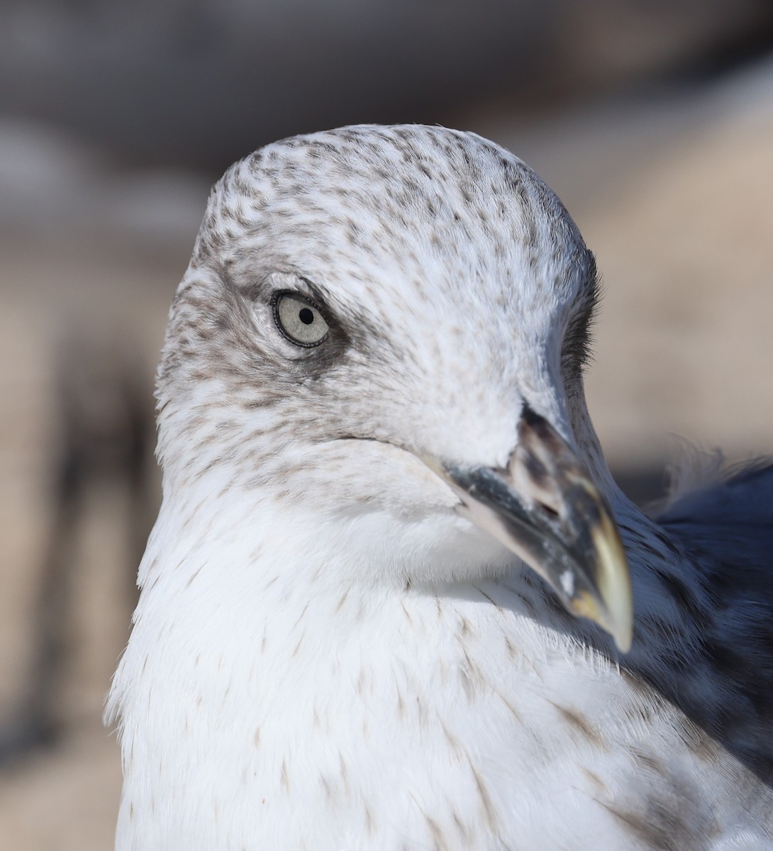 Lesser Black-backed Gull - ML614082341